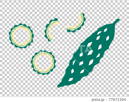 Bitter gourd retro illustration 77672304
