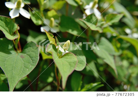 ドクダミの花 77672305