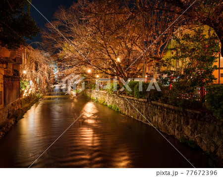 京都・桜満開の祇園白川・夜 77672396