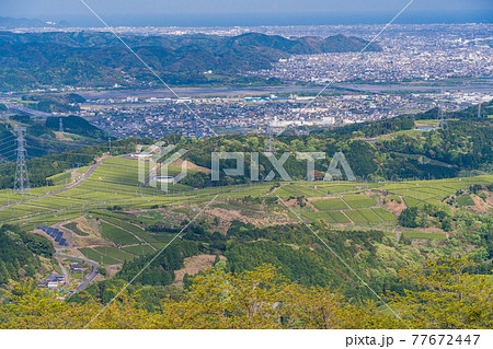 (静岡県)粟ヶ岳山頂から見下ろす、牧之原の茶畑 (静岡県)粟ヶ岳山頂から見下ろす、牧之原の茶畑 77672447