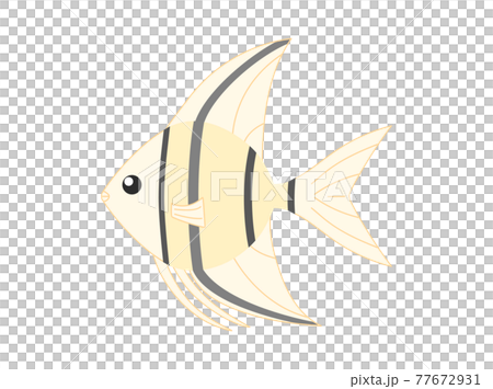 靈感來自神仙魚的插圖 77672931