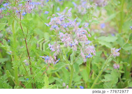 ボリジの花の写真素材
