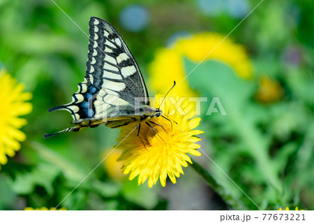 タンポポとアゲハチョウ 花と蝶の写真素材