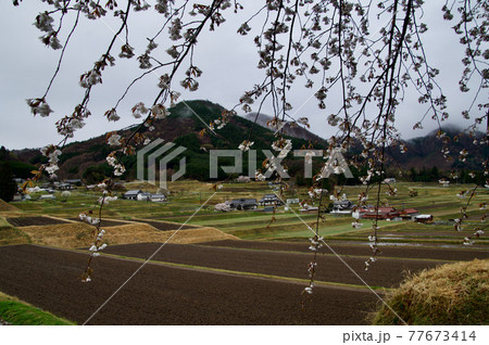 農村風景桜の奥に広がる田園風景 農村風景桜の奥に広がる田園風景 77673414