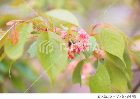 桜の花　御衣黄 77673449