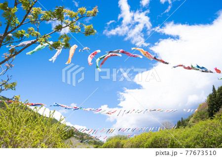 大空を泳ぐ鯉のぼり 大空を泳ぐ鯉のぼり 77673510