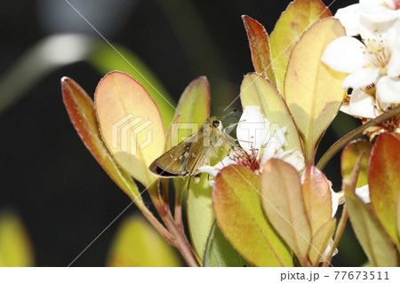 イチモンジセセリ 77673511