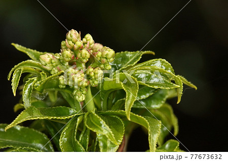 自然 植物 ゴンズイ、四月初め。芽吹いた艶々の若葉の先に花芽が沢山見えます 自然 植物 ゴンズイ、四月初め。芽吹いた艶々の若葉の先に花芽が沢山見えます 77673632