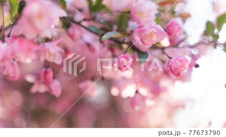 札幌円山風景 札幌円山風景 77673790