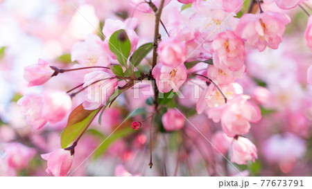 札幌円山風景 札幌円山風景 77673791