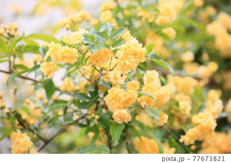モッコウバラの花 モッコウバラの花 77673821