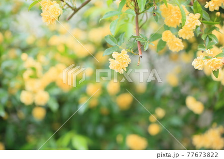 モッコウバラの花 モッコウバラの花 77673822