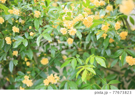 モッコウバラの花 77673823