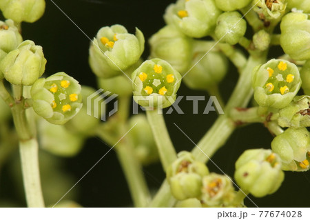 自然 植物 ゴンズイ、五月半ば。派手な果実と対照的な花。花弁と萼片が五枚づつ。雄しべは五本です 自然 植物 ゴンズイ、五月半ば。派手な果実と対照的な花。花弁と萼片が五枚づつ。雄しべは五本です 77674028
