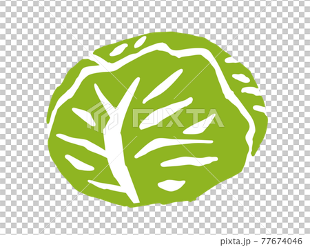Cabbage retro illustration 77674046