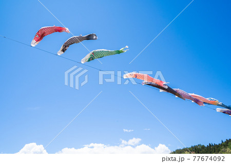 風になびく鯉のぼり 77674092