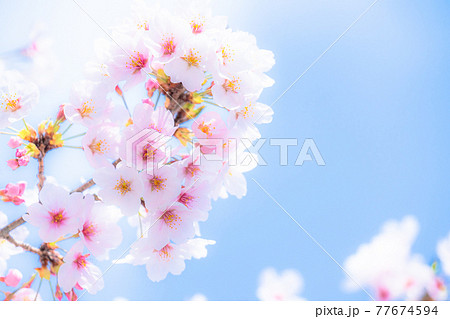 桜・満開 77674594