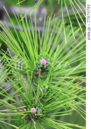 黒松（クロマツ）の新芽 77674793
