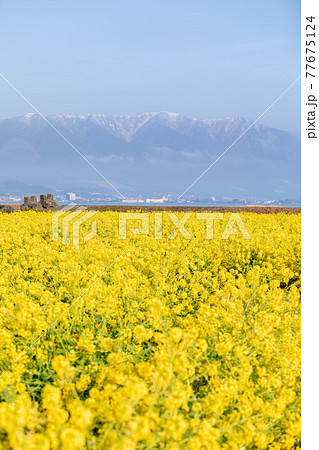 滋賀県守山市　第一なぎさ公園の菜の花と比良山 77675124