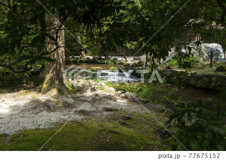 上賀茂神社　ならの小川 77675152