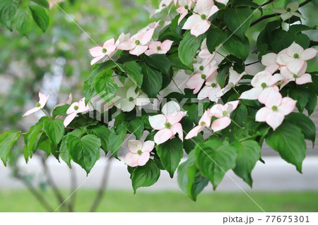 ピンク色のヤマボウシの花 ピンク色のヤマボウシの花 77675301