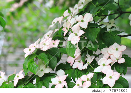 ピンク色のヤマボウシの花 ピンク色のヤマボウシの花 77675302