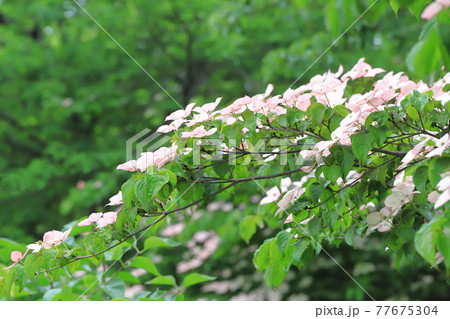 うすいピンク色のヤマボウシの花 うすいピンク色のヤマボウシの花 77675304