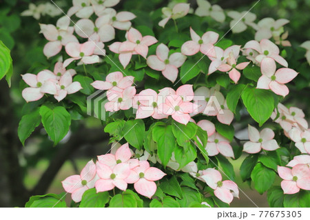 ピンク色のヤマボウシの花 ピンク色のヤマボウシの花 77675305