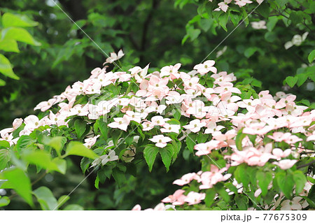 うすいピンク色のヤマボウシの花の写真素材