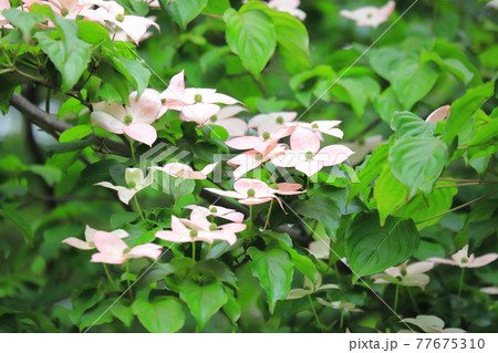 うすいピンク色のヤマボウシの花の写真素材