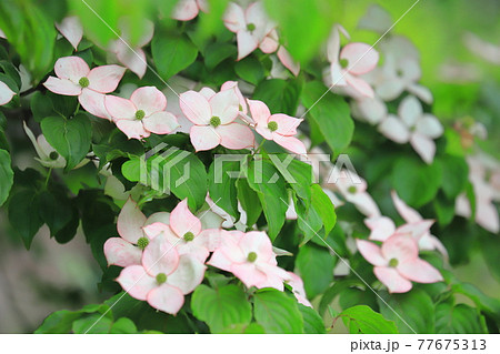 うすいピンク色のヤマボウシの花 77675313