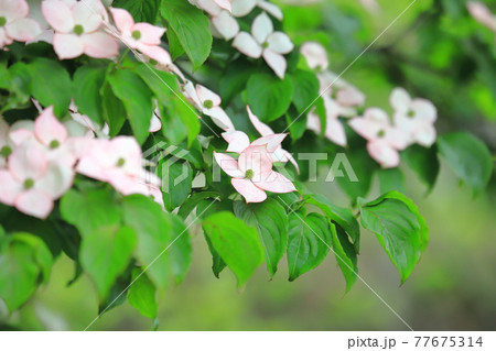 ピンク色のヤマボウシの花 ピンク色のヤマボウシの花 77675314