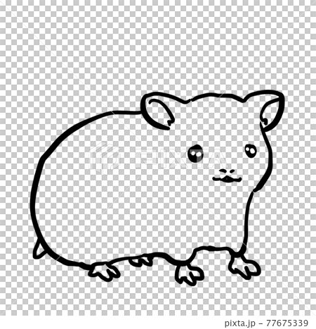 リアルなハムスターの線画のイラスト素材 [77675339] - PIXTA