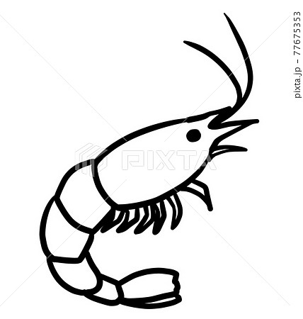 shrimp drawing outline