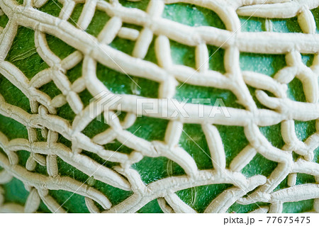 メロン メロン 77675475