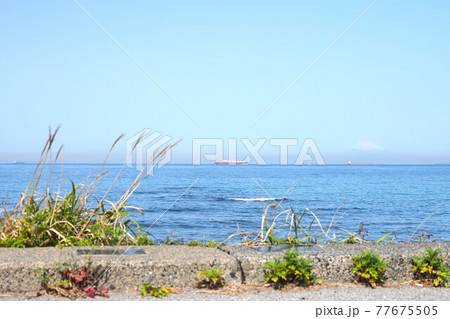 千葉県富浦 法華崎遊歩道 浦賀水道 千葉県富浦 法華崎遊歩道 浦賀水道 77675505