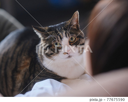 飼い主と猫 77675590
