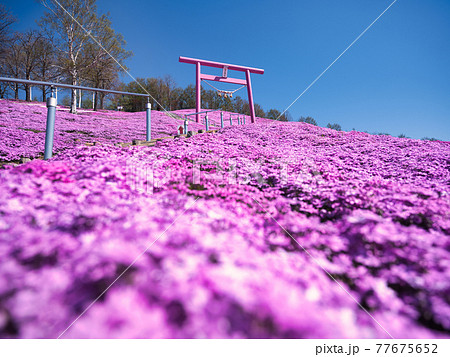 東藻琴芝桜公園 東藻琴芝桜公園 77675652