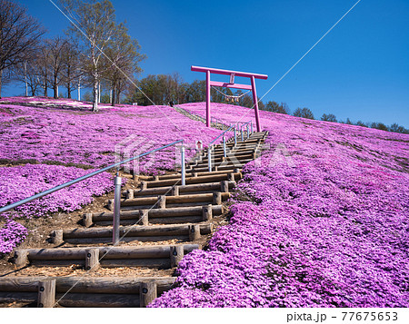 東藻琴芝桜公園 77675653