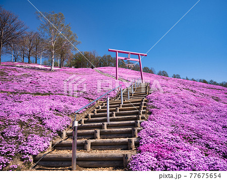東藻琴芝桜公園 77675654