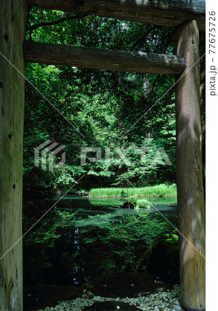 白山平泉寺ー苔寺 白山平泉寺ー苔寺 77675726