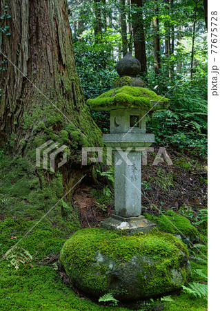 白山平泉寺ー苔寺 白山平泉寺ー苔寺 77675728