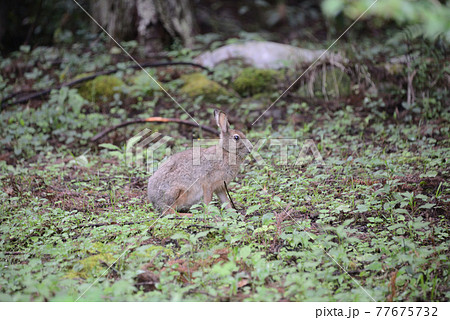 野生動物【ニホンノウサギ】 77675732