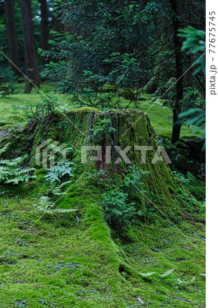 白山平泉寺ー苔寺 白山平泉寺ー苔寺 77675745