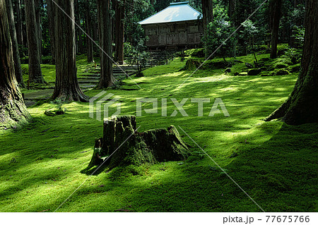白山平泉寺ー苔寺 77675766