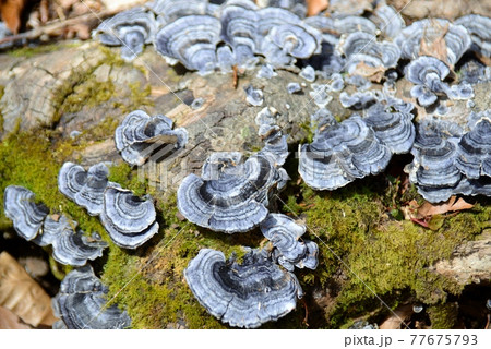 倒木に生えるカワラタケ 77675793