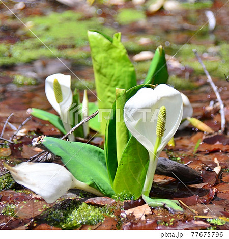 ひょうたん池の水辺で見つけた水芭蕉 77675796
