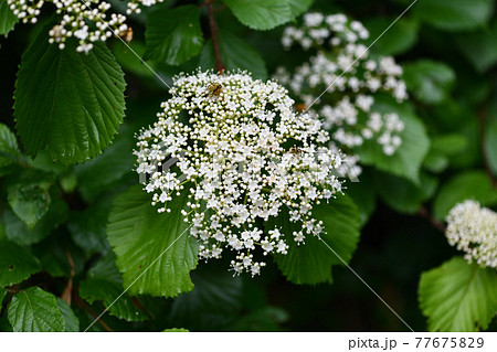 ガマズミ(蒲染)の花 ガマズミ(蒲染)の花 77675829