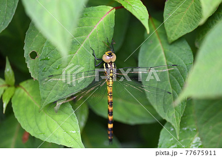 羽化後間もないヤブヤンマ(藪蜻蜒)の♀ 羽化後間もないヤブヤンマ(藪蜻蜒)の♀ 77675911