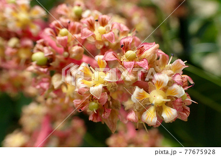 マンゴーの花の写真素材